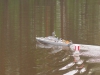 img_1278 img_1278
